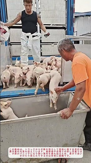 農業ハック 子豚の賢い卸し方 効率アップ🐖↓