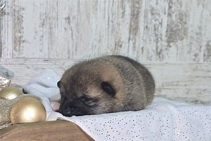 Asami - Shiba Inu Puppy D796E6