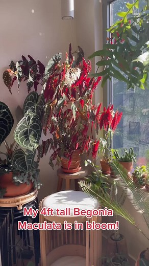 Blooming Beauty: 4ft Tall Begonia Maculata in Full Bloom