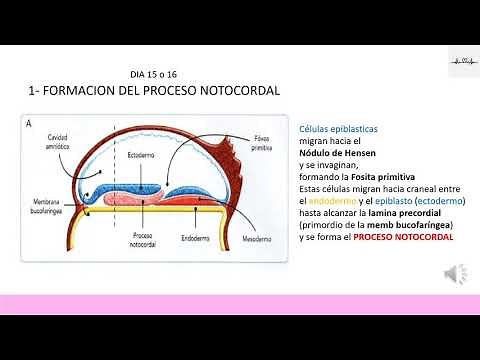 FORMACIÓN DE LA NOTOCORDA. TERCER SEMANA. EMBRIOLOGÍA