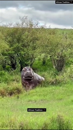 Hippo vs. Pride: The Heavyweight Stand-Off & Ancient Arco e Flecha 🏹🦛