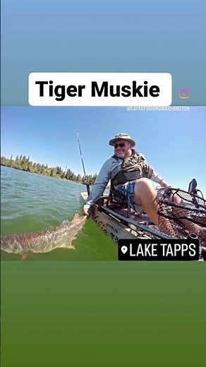 Tiger Muskie - Hybrid Fish are a cross between a Northern Pike & Muskellunge #pike #muskie #kayak
