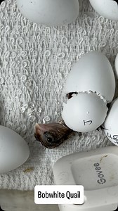 Welcome little one! 🤎 The beginning of this reel where the bobwhite quail chick “zips” open the circumference of the egg is sped up about 10x! Check the comments if you’d like to learn more about the hatching process 🐣#quailofinstagram #hatchabatch #hotoffthenest #colinusvirginianus #bobwhitequail #hatching #hatchingeggs | Hot Off The Nest