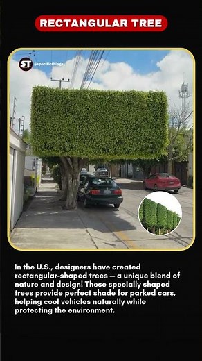 USA’s Rectangular Trees That Shade Cars! Smart Eco Design You’ll Love . #shortsfeed #viralshorts