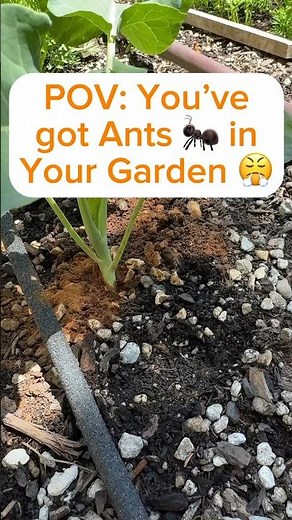 How to Get Rid of Ants 🐜 in Your Garden Naturally #gardentips