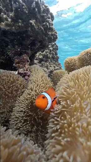 リアル『ファインディング・ニモ』の世界、イソギンチャクからひょっこり。 #沖縄旅行 #travel
