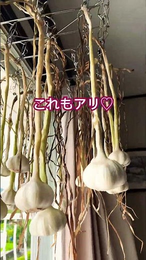 にんにくの乾燥 これもアリ♡ #家庭菜園#ニンニク栽培#ニンニク乾燥