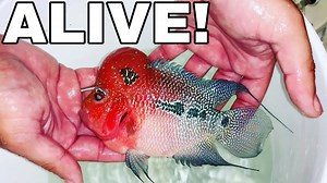 The fish doctor rushes in to save a dying flowerhorn