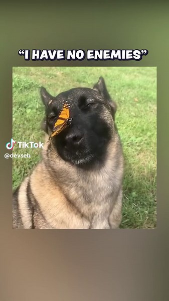 Adding German Shepherd with Butterfly to My Game