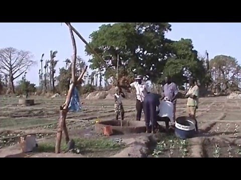 Shadoof, well pole or sweep for small farm irrigation