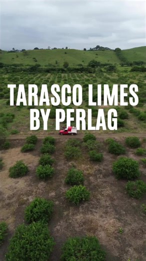 Let's talk about lime color. 🍋 Some clients see lighter skin and think: “Is this old?” “Is this second grade?” Relax 😌 Sun humidity = lighter peel. That's seasonal. That's natural. That's produce. What doesn't change? Our standard. 💚 From flower to harvest, from field bins to packinghouse to U.S. distribution — every Tarasco lime gets selected before it moves. Color can vary. Quality doesn't. Not just fresh. Perlag fresh. 🍋🔥