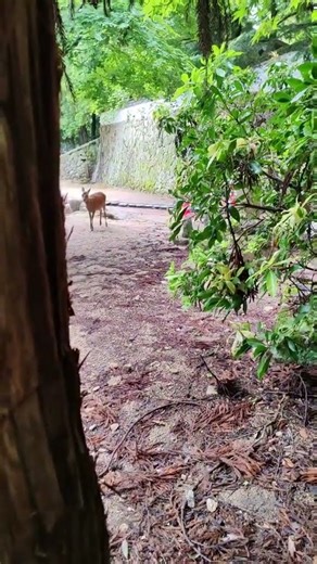 Hide & seek in Japan #foryou #reels #japan #cute