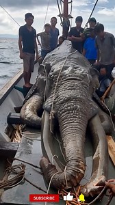 Mysterious Sea Creature Caught on Camera! #fishing #ocean #unusual #alien #seacreature | Ocean Fish Hunting