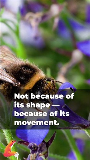 The Secret Life of the Bumble Bee — Nature’s Quiet Engineer