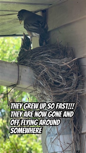 Woke Up This Morning And They Were All Gone!! #viral #fishing #fish #hunting #birds