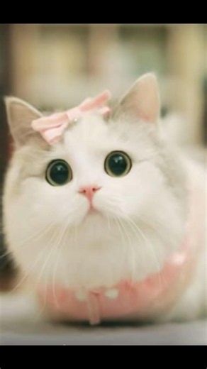 Cute Cat Compilation 😺 | Wholesome Cat Moments #shorts