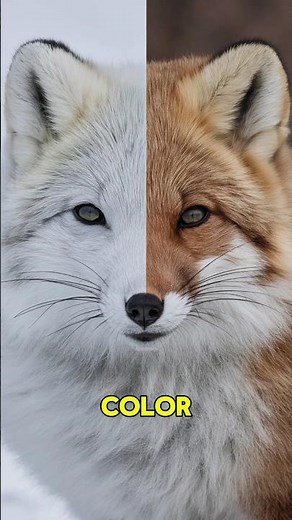 Arctic Fox: 15 Seconds of Survival Facts! #facts #animals #animalfacts #wildlife