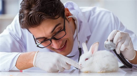 Rabbit Husbandry and disease