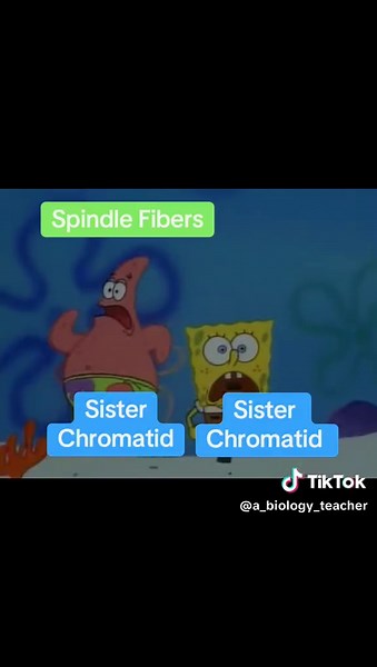 #funny #biology #mitosis #science #stem | mitosis
