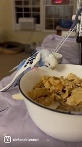 146K views · 5.1K reactions | This is my beautiful blue and white...