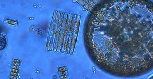 NEW STUDY PROVIDES INSIGHTS INTO THE BASIS OF THE MARINE ECOSYSTEM