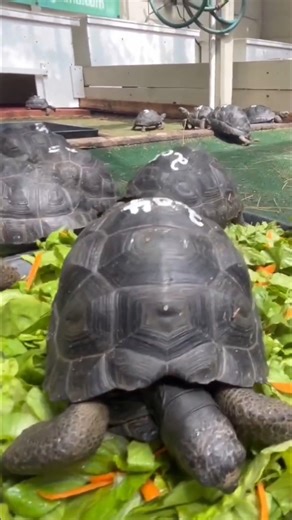 Have you ever seen this many baby tortoises all at once? They all just have their own personalities! Watch the last one until the end, he really likes the camera | Florida Iguana and Tortoise Breeders