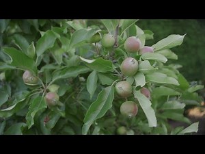 How To Thin Apples On Your Fruit Trees
