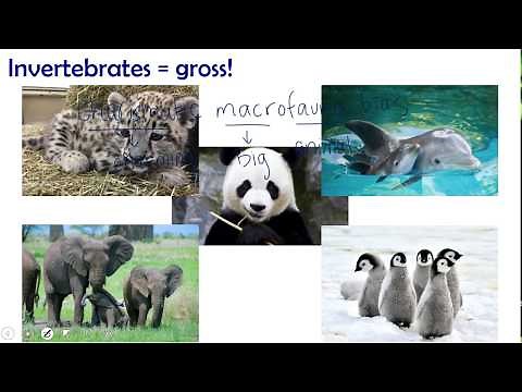 Invertebrate Introduction