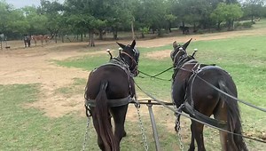 77K views · 3.8K reactions | Joe & Jack standing 14 & 14.1 9&14 years old beginner type team first time hook in over a year just trim feet , wormed and teeth floated ready to go ground drive to wagon stand to hook up | Hutto Mule and Farming | Facebook