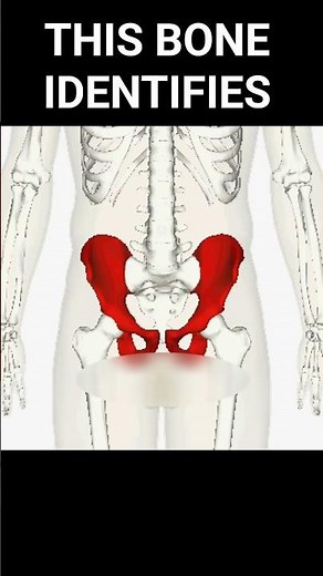 How Forensic Anthropologists Use the Pelvis