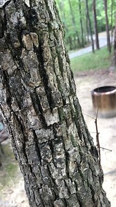 1.8K views · 161 reactions | Walking sticks amaze me. | Brian Smith | Facebook