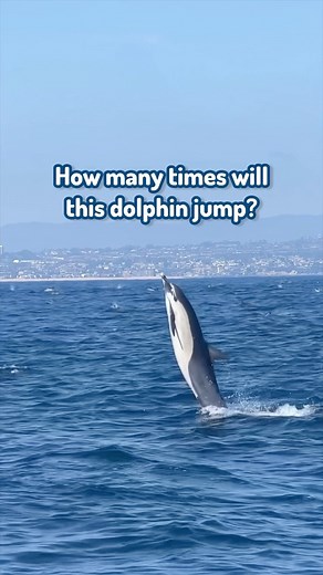 5.2K views · 165 reactions | That’s one happy dolphin! 拾 Meet the...