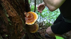 clip-1054710209-reishi-mushroom-ganoderma-tsugae-growing-on-hemlock