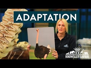 Home School Safari: Adaptation