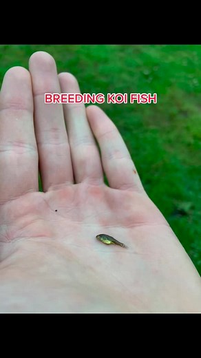 #koi #koifsh #koifish #japanesekoifish #japanesekoi #fish #japanesekoi #japanesefish #koipond #fyp #sanke #babykoi #breeding