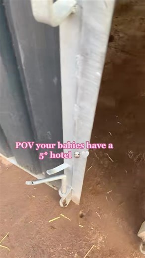 My Favorite Calf Rearing Shed at Work