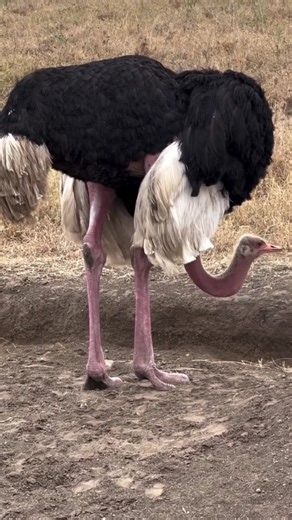 Did you know? The male ostrich is not only the fastest bird on land but also one of the best dads in the animal kingdom! A dominant male can reach speeds up to 70 km/h, using his powerful legs to defend his territory and protect his family. But here’s the coolest part: male ostriches take the night shift during incubation. Their dark feathers help them blend perfectly into the darkness, keeping eggs safe from predators. At sunrise, the female with her sandy feathers takes over for perfect camouf