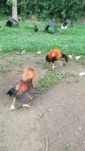 NFS for viewing only.. Pure strain Same bloodline vice versa GHG Red #exercisemotivation #highlights | Gerry Gulay