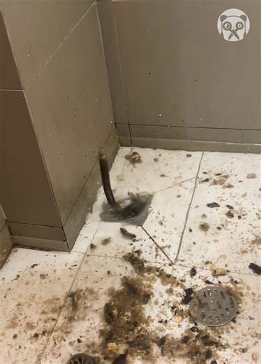 2.2M views · 3.2K reactions | Metal pipe whips round toilet drain like a snake | Relate Again | Facebook