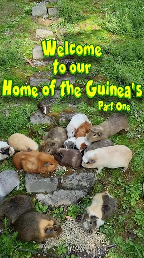 A quick look at GuineaVale #fyp #foryou #foryoupage #guineapigsoftiktok #guineapigs