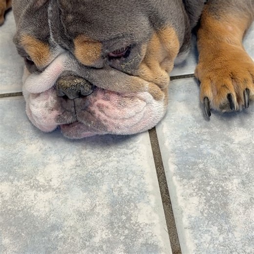 Animal Help Alliance on Instagram: "Meet Winter ❄️ A sweet, squishy 5½-year-old bulldog who came into our care after being surrendered by the only family she’s ever known. At some point, her family did try — she had cherry eye surgery and there was love there. We don’t know what changed or how this became her story, but we do know that Winter has been living in discomfort for a very long time. These photos are hard to look at — and you should be grateful you cannot smell them. The stench from th