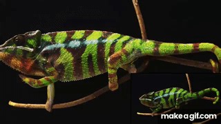 Chameleons change colors by reorganizing nanocrystals on Make a GIF