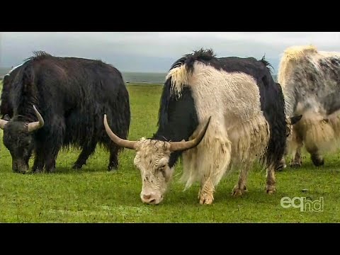 Tibet - The Roof of the World (Documentary)
