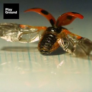 1.4M views · 1K reactions | The secret behind ladybird wings. | PlayGround + | Facebook