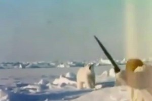 Fred Bear Takes Polar Bear With Recurve Bow