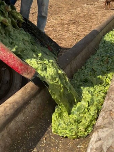 GANADO ALIMENTADO CON NOPAL EN BRASIL En zonas áridas, el nopal sustituye al pasto y permite alimentar al ganado incluso en sequía. #Ganaderia #Nopal #InnovacionRural #ClimasAridos #Agropecuaria