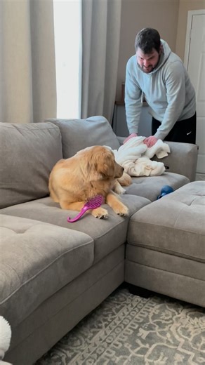 How we get things back that Comet takes . . . . . #goldenretriever #golden #retriever #puppydog #doggo #puppy #dogsofinstgram #doglove #dog #dogsofinsta #dogstagram #dogs #dogslife #doggy #doglovers | Comet Olsen