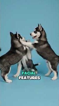 What would happen if you crossed a Siberian Husky with a Bulldog? #DogMix #dogs #dogshorts