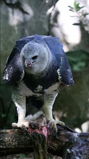 💥¿Cómo caza el Águila Arpía🦅 ?