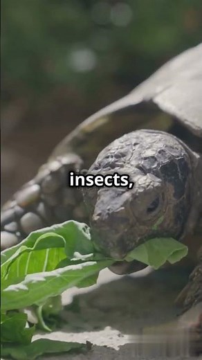 Turtle Care 101: Easy Tips for Beginners! 🐢 ♥